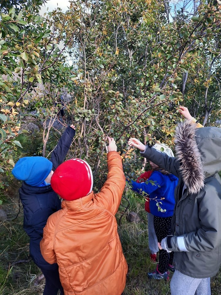 Söfnun á birkifræjum