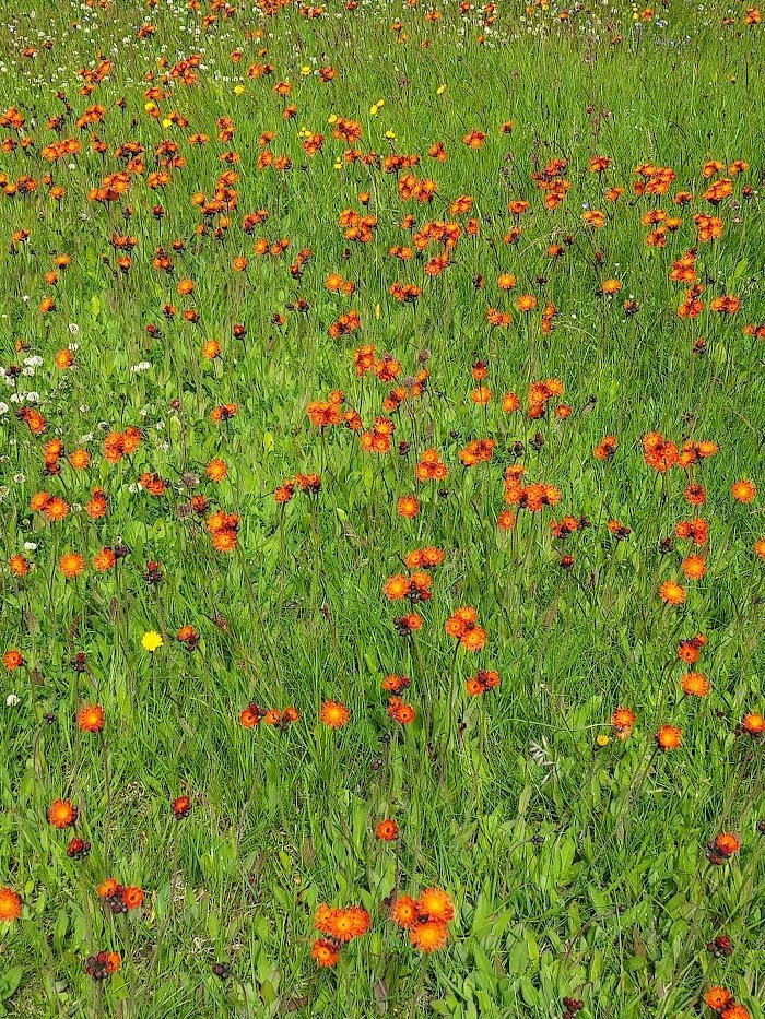 Sumarfrí og lokun skrifstofu