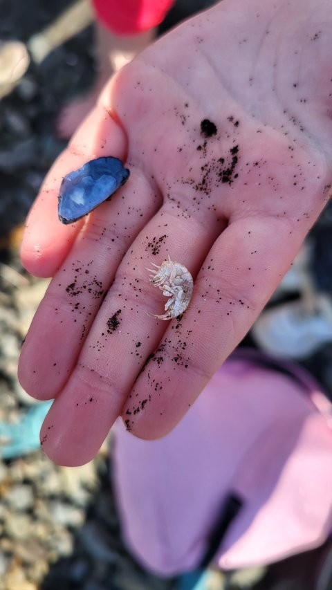 Þriðjubekkingar í fjöruferð