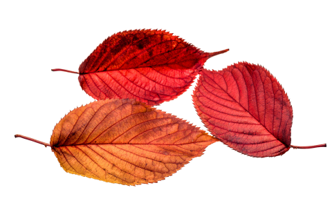 Fréttabréf septembermánaðar