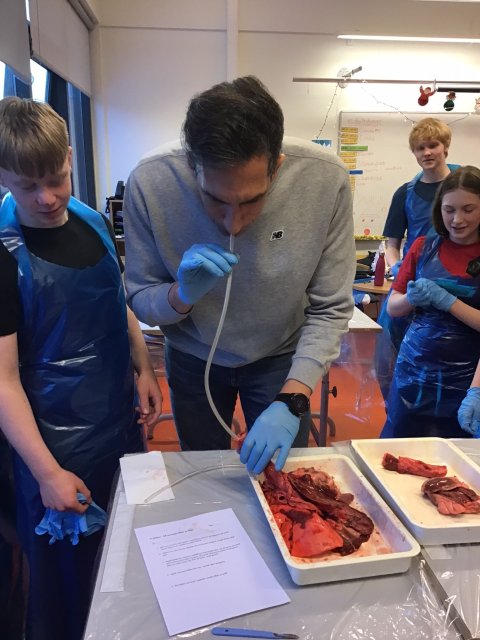 Tunga, hjörtu, lungu og fleiri innyfli